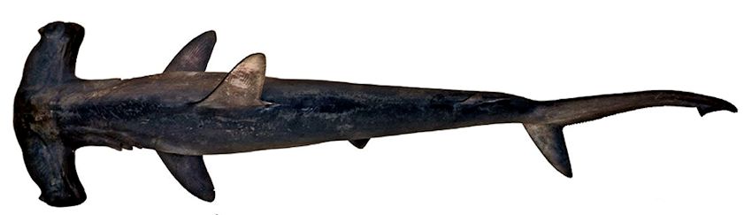 Sphyrna zygaena_04.jpg